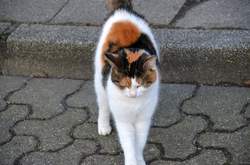Querenburger Katze, auf der Straße Hustadtring